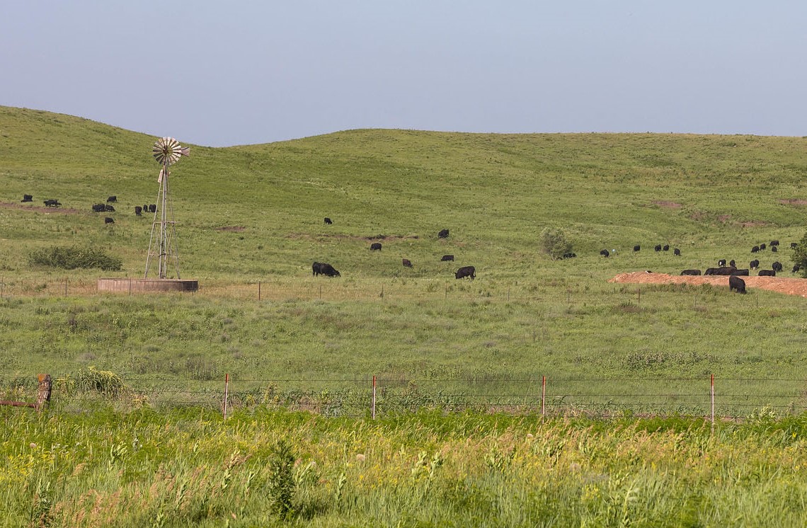 Cattle Chat Summer Grazing Bovine Veterinarian 2192